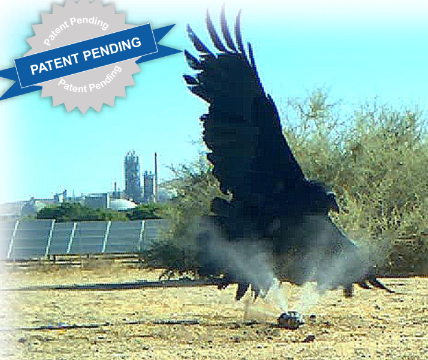 Photo of a raven being sprayed with a nonlethal deterrent by the tortoise protection system